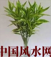 广西十二生肖养什么植物最旺财运？你知道吗！